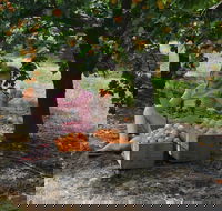 Fruit Bottling Sessions at Rayner's Orchard - Accommodation Mount Tamborine