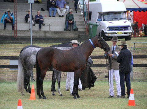 Gresford Agricultural Show - Accommodation Mount Tamborine 1