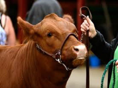 Gresford Agricultural Show - Accommodation Mount Tamborine 2