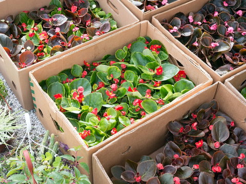 Iluka Markets - Accommodation Mount Tamborine 2