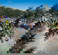 JetBlack Wild Wombat MTB Challenge - Accommodation Mount Tamborine