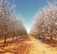 Mallee Almond Blossom Festival - Accommodation Mount Tamborine