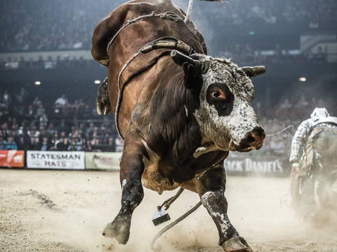 PBR Hawkesbury Stampede - Accommodation Mount Tamborine 1