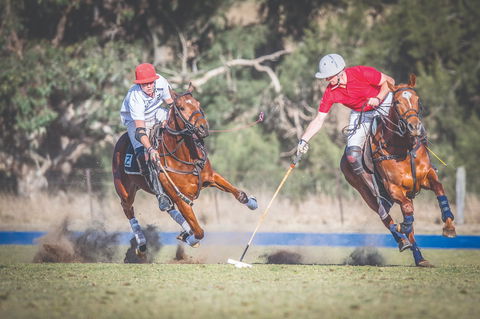 Scone Horse Festival - Accommodation Mount Tamborine 1