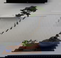 Wauchope Bonsai Workshop Group - Accommodation Mount Tamborine