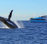 Whale Watching Cruises - Accommodation Mount Tamborine