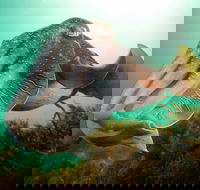 Whyalla Maritime Museum - Cuttlefish Capers - Accommodation Mount Tamborine