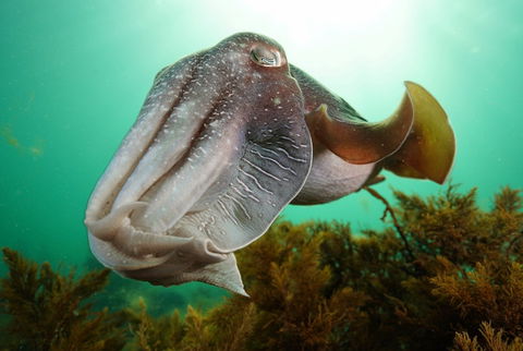 Whyalla Maritime Museum - Cuttlefish Capers - Accommodation Mount Tamborine 0