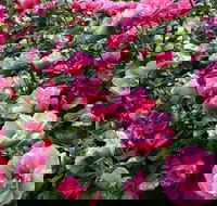 2020 Woolmers Estate Festival of Roses - Accommodation Mount Tamborine