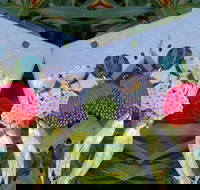 Acrylic Earring Workshop Native Florals - Accommodation Mount Tamborine