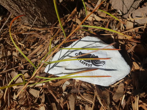 Cuttle-Rock Challenge - CUTTLEFEST 2020 - Whyalla - Accommodation Mount Tamborine 2