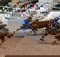 Dalgety Team Penning - Accommodation Mount Tamborine