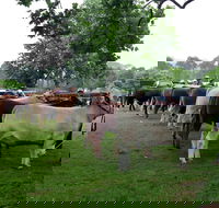 Dorrigo Agricultural Show - Accommodation Mount Tamborine