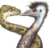 Edward The Emu - Accommodation Mount Tamborine