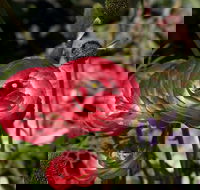 Garden Expo Benalla - Accommodation Mount Tamborine