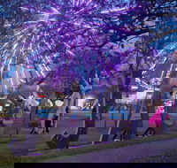 Grafton Jacaranda Festival - Accommodation Mount Tamborine