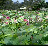 Lotus Flower Season - Accommodation Mount Tamborine