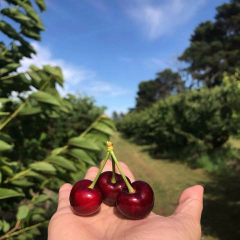 National Cherry Festival - Accommodation Mount Tamborine 0