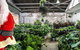 Newcastle - Huge Indoor Plant Warehouse Sale - Christmas Bonanza - thumb 0