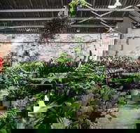 Newcastle - Huge Indoor Plant Warehouse Sale - Christmas Bonanza - Accommodation Mount Tamborine