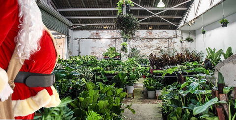 Newcastle - Huge Indoor Plant Warehouse Sale - Christmas Bonanza - Accommodation Mount Tamborine 0