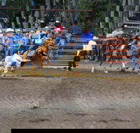 North Queensland Elite Rodeo - Accommodation Mount Tamborine