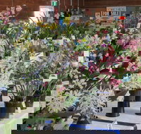 Sapphire Coast Orchid Club Spring Orchid Show - Accommodation Mount Tamborine