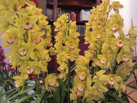 Sapphire Coast Orchid Club Winter Orchid Show - Accommodation Mount Tamborine 0