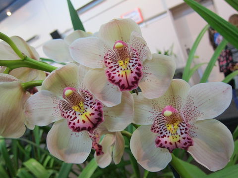 Sapphire Coast Orchid Club Winter Orchid Show - Accommodation Mount Tamborine 1