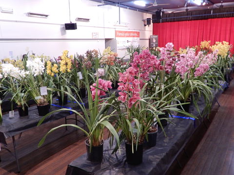Sapphire Coast Orchid Club Winter Orchid Show - Accommodation Mount Tamborine 2