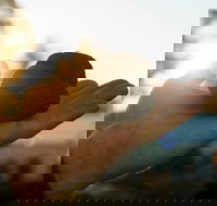 The Truffle Festival - Canberra Region - Accommodation Mount Tamborine