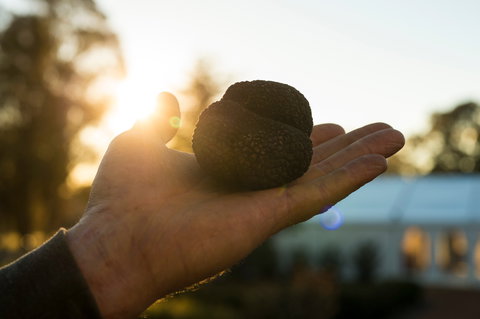 The Truffle Festival - Canberra Region - Accommodation Mount Tamborine 0