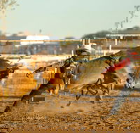 Walgett Charity Bushman's Carnival Rodeo and Campdraft - Accommodation Mount Tamborine