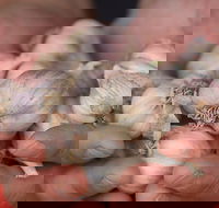 Armidale Farmers' Market - Accommodation Mount Tamborine