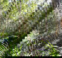 Bottlebutt Bash Trail Run - Accommodation Mount Tamborine