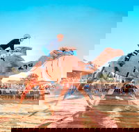 Boulia Camel Races - Accommodation Mount Tamborine