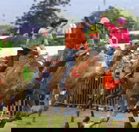 Camel Races at Penrith Paceway - Accommodation Mount Tamborine