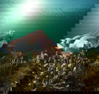 Cuttlefish Diving  Snorkeling EVERYDAY May -August - Accommodation Mount Tamborine