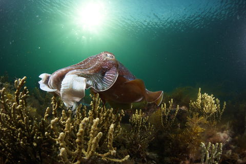 Cuttlefish Diving & Snorkeling EVERYDAY May -August - Accommodation Mount Tamborine 0