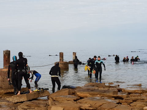 Cuttlefish Diving & Snorkeling EVERYDAY May -August - Accommodation Mount Tamborine 1