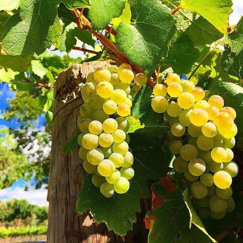 GetawaysSA Bringing Barossa To Your Door - Accommodation Mount Tamborine 0