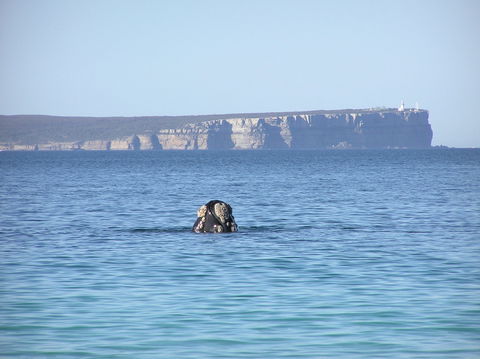 Jervis Bay's Sydney To Hobart Experience - Accommodation Mount Tamborine 0
