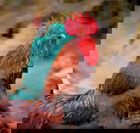 Nimbin Show - Accommodation Mount Tamborine