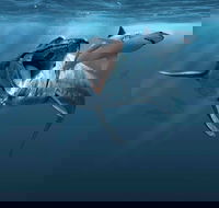 Sea Monsters - Prehistoric Ocean Predators - Accommodation Mount Tamborine