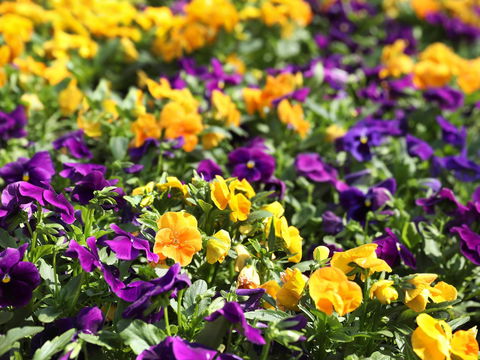 Spring Time At Hunter Valley Gardens - Accommodation Mount Tamborine 2