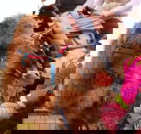 Willunga Almond Blossom Festival - Accommodation Mount Tamborine