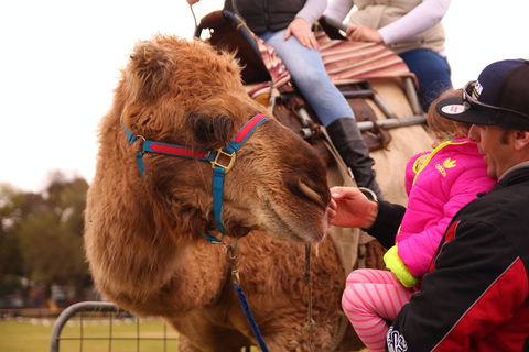Willunga Almond Blossom Festival - Accommodation Mount Tamborine 0