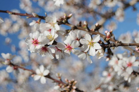 Willunga Almond Blossom Festival - Accommodation Mount Tamborine 1