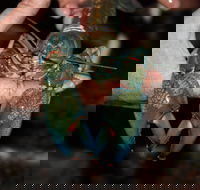 Windorah International Yabby Races - Postponed - Accommodation Mount Tamborine