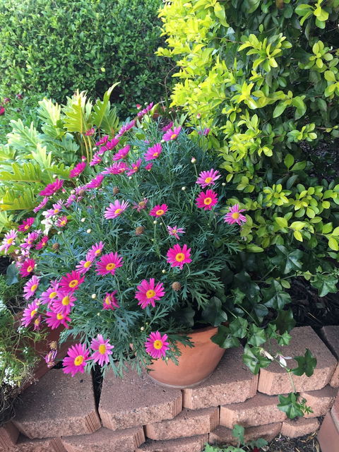 Country Pathfinder Motor Inn - Accommodation Mount Tamborine 1